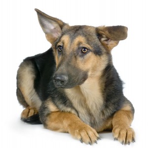 german-shepherd-3-picture